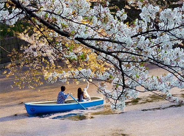 Du lịch Hàn Quốc ngắm hoa anh đào 2020 (LỰA CHỌN MỚI - DỊCH VỤ TỐT) Du lịch Hàn Quốc ngắm hoa anh đào 2020 (LỰA CHỌN MỚI - DỊCH VỤ TỐT)